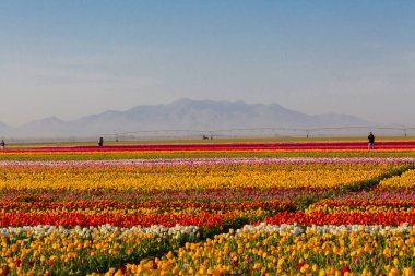 Konya Lale Bahçeleri ve Manzaraları .