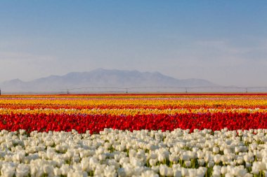 Konya Lale Bahçeleri ve Manzaraları .