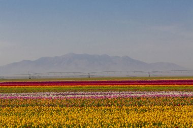 Konya Lale Bahçeleri ve Manzaraları .