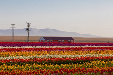 Konya Lale Bahçeleri ve Manzaraları .