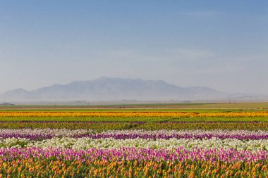 Konya Lale Bahçeleri ve Manzaraları .
