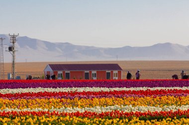 Konya Lale Bahçeleri ve Manzaraları .
