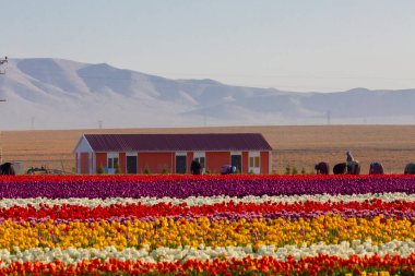 Konya Lale Bahçeleri ve Manzaraları .
