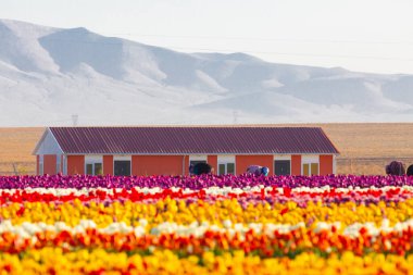 Konya Lale Bahçeleri ve Manzaraları .