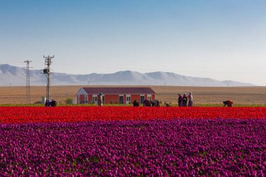 Konya Lale Bahçeleri ve Manzaraları .