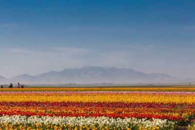 Konya Lale Bahçeleri ve Manzaraları .