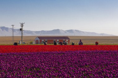 Konya Lale Bahçeleri ve Manzaraları .