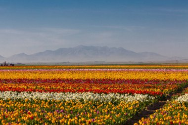 Konya Lale Bahçeleri ve Manzaraları .