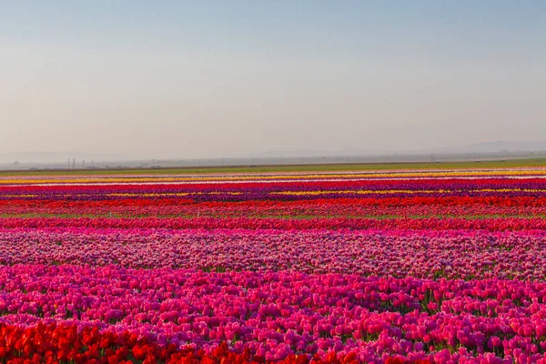 Konya Tulip Jardines Paisajes — Foto de Stock