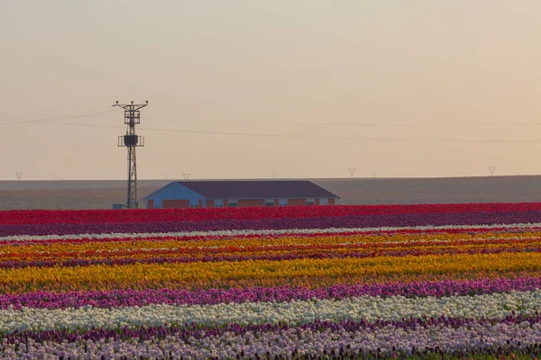 Konya Tulip Jardines Paisajes — Foto de Stock