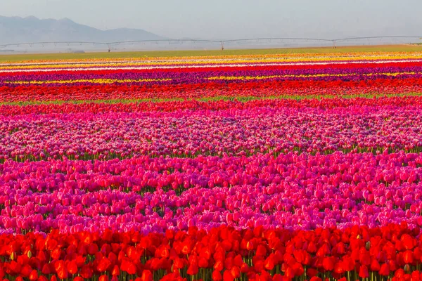 Konya Tulip Gardens Landscapes — Stock Photo, Image