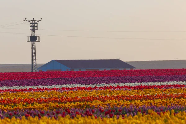 Konya Tulip Jardines Paisajes — Foto de Stock