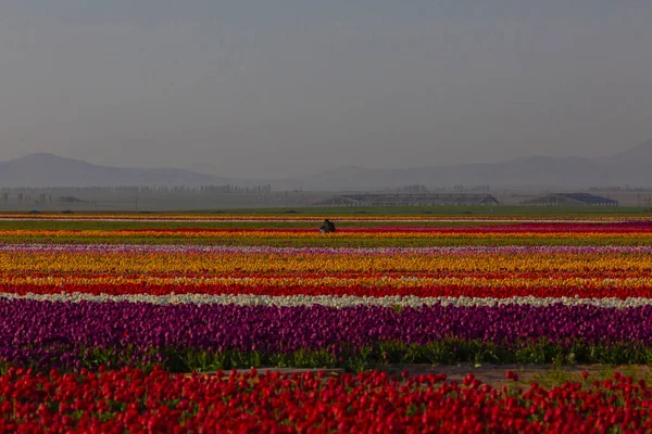 Konya Tulip Jardins Paisagens — Fotografia de Stock