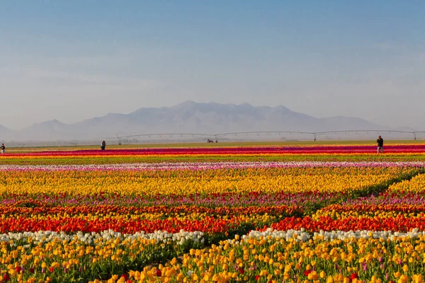 Konya Tulip Jardines Paisajes — Foto de Stock
