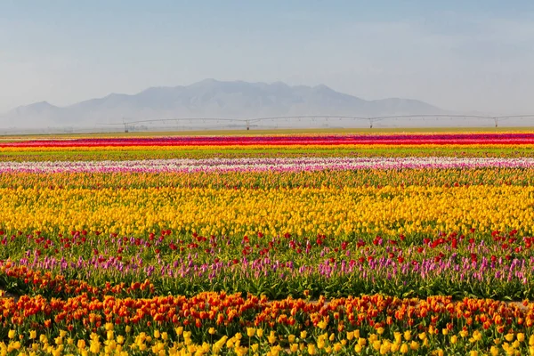 Konya Tulip Jardins Paisagens — Fotografia de Stock