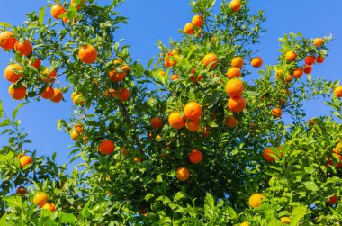 Turunçgil bahçesi ve portakal ağaçları