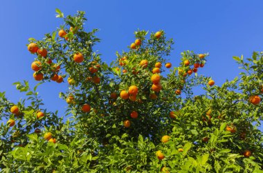 Turunçgil bahçesi ve portakal ağaçları