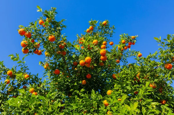 Turunçgil bahçesi ve portakal ağaçları
