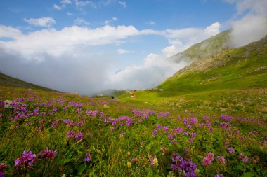 Kackar Dağları Ulusal Parkı: Dağ Gölleri ve Sahne