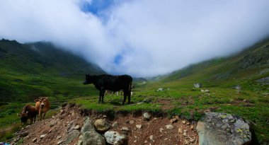 Kackar Dağları Ulusal Parkı: Dağ Gölleri ve Sahne