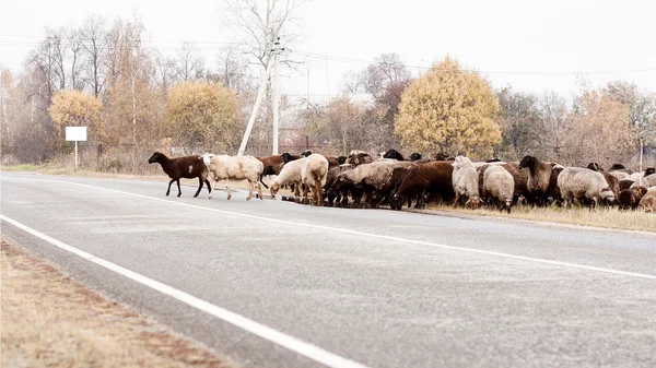 Овцы на дороге — стоковое фото