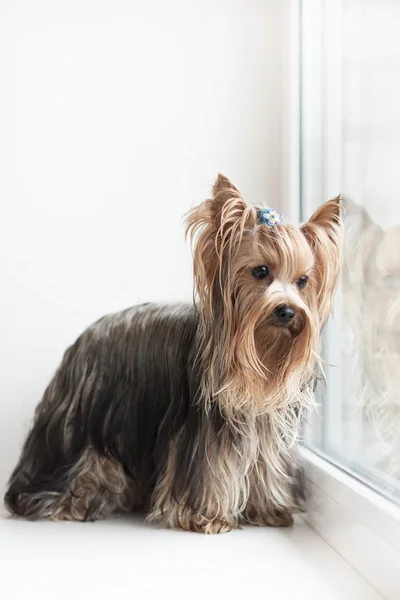 Yorkshire terrier w pobliżu okna Zdjęcie Stockowe