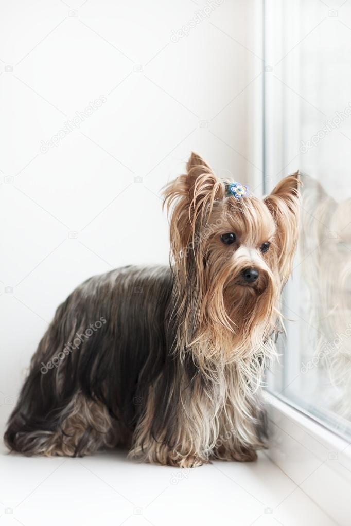 Yorkshire terrier near a window