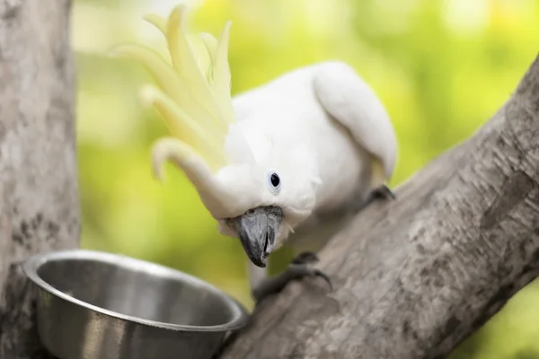 Любопытный белый попугай выглядит — стоковое фото