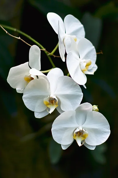Orchidea kwiat biały Obrazek Stockowy