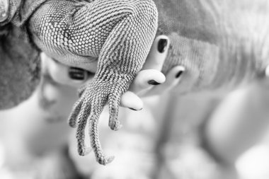 Kadın parmakları ve bir hayvan iguana closeup pençeleri