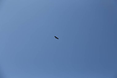 Mavi gökyüzünde süzülen bir kartal