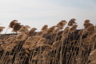 Rüzgarda gevşek bir saz paniği