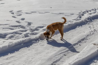Bir St. Bernard köpeği fotoğrafçıya şüpheli bir şekilde bakar.
