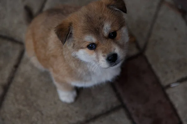 İki aylık tüylü Akita Inu yavruları ve kırma köpek.