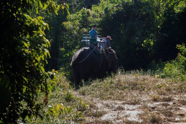Ormanda fil gezintisi