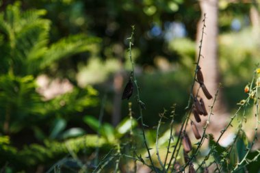 Siyah kelebek yeşil bir dalda