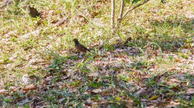 Otların arasında sığırcıklarım