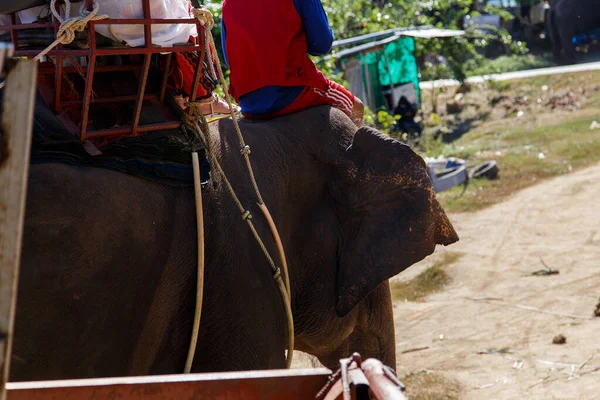 Fil binicileri orman yürüyüşü için turistleri bekliyor.