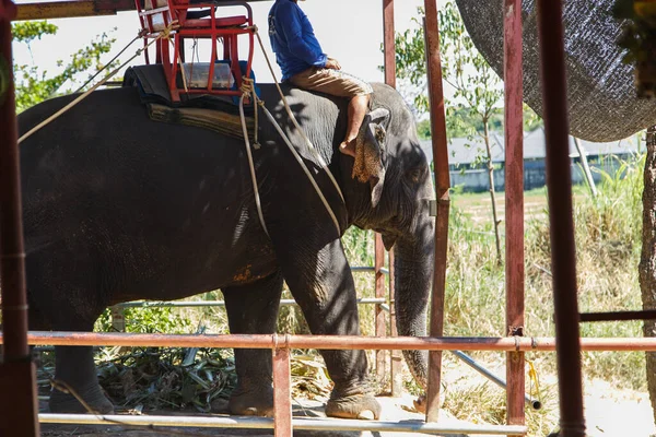 Turist bekleyen fil sürücüsü