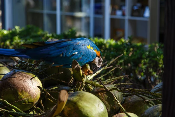 Mavi büyük papağan hindistan cevizi dallarını kemiriyor.