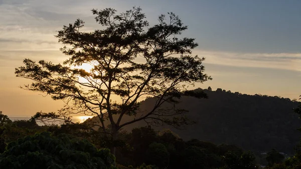 Gün batımında bir ağaç