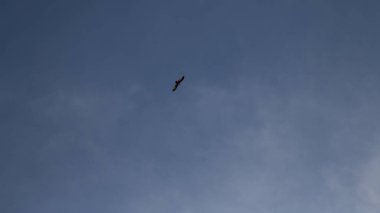 Mavi gökyüzünde süzülen bir kartal