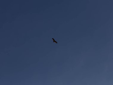 Mavi gökyüzünde süzülen bir kartal