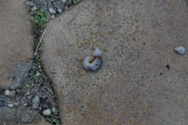 May beetle larva on a sandstone rock