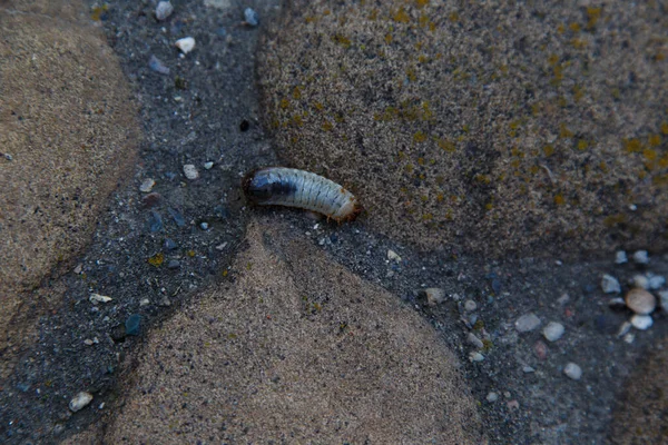 Kum taşı üzerinde böcek larvası olabilir.