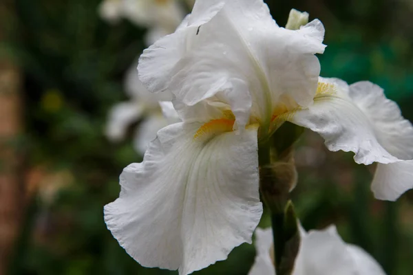 Uma Flor Aberta Íris Branca Close — Fotografia de Stock