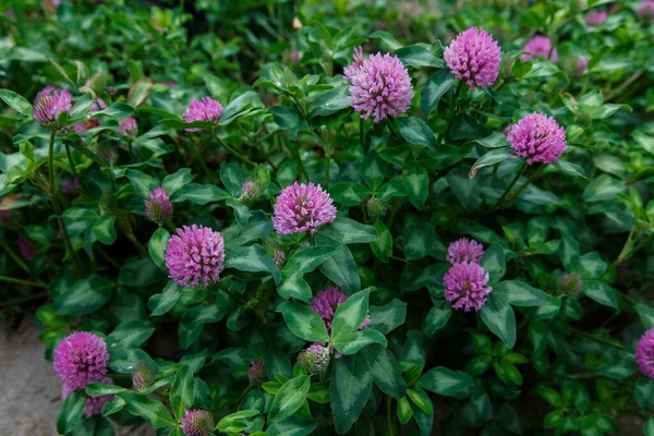 Wiesenklee Blüht Wild — Stockfoto