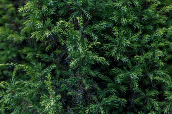 Young Green Shoots Juniper Branches — Stock Photo, Image