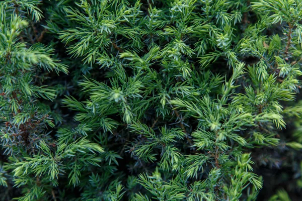 Jonge Groene Scheuten Van Jeneverbessen Takken — Stockfoto