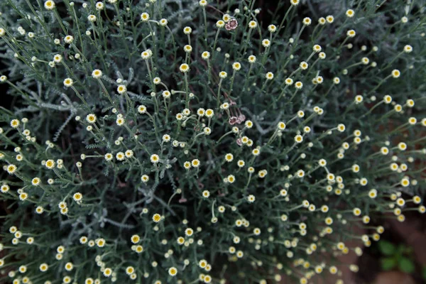 Ανθισμένη Santolina Rosmarinifolia Κορυφαία Άποψη — Φωτογραφία Αρχείου